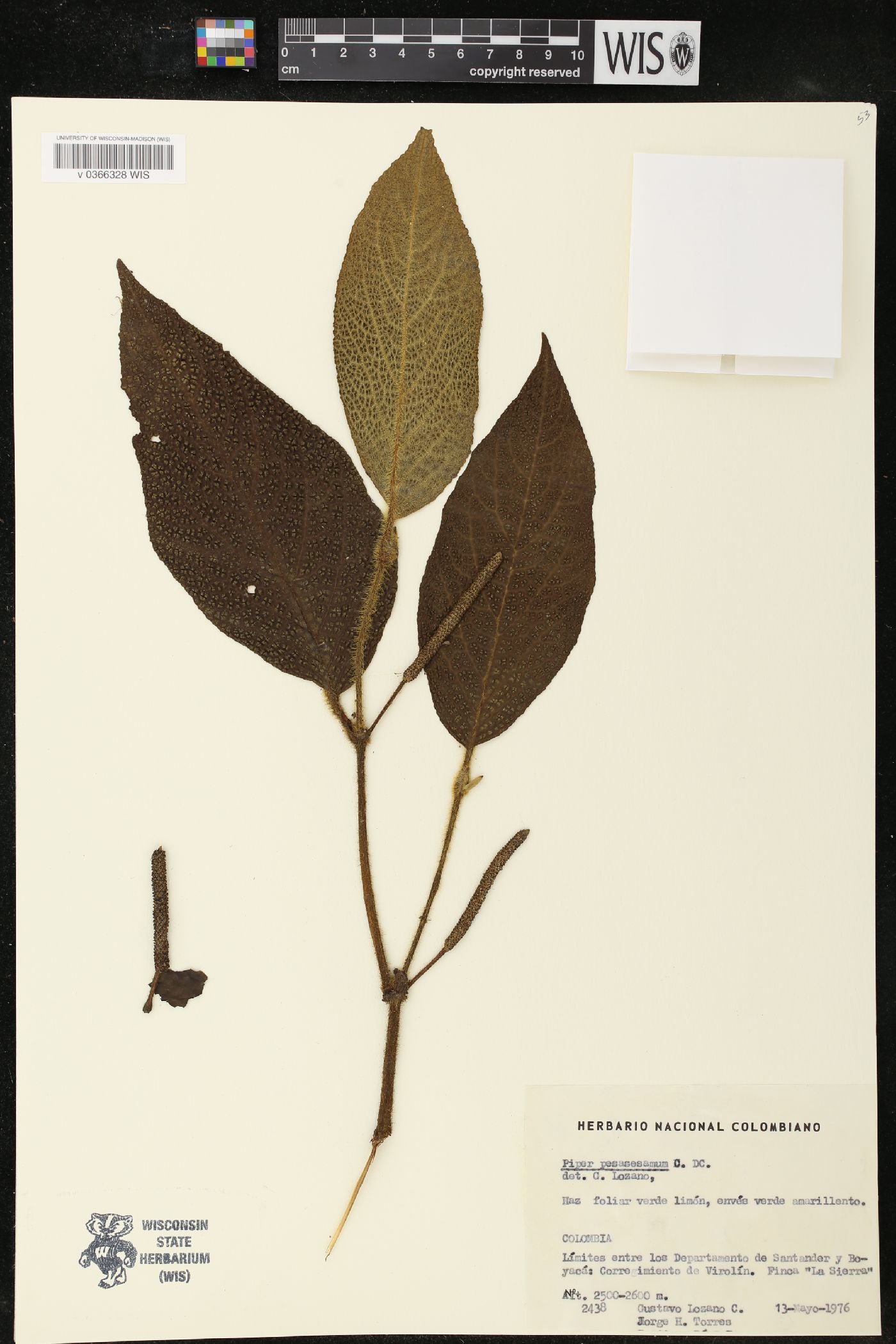 Piper pesaresanum image