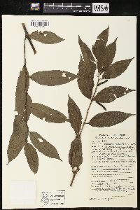 Piper phytolaccifolium image