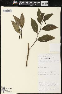 Piper phytolaccifolium image