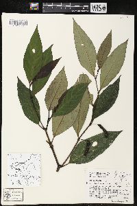 Piper phytolaccifolium image