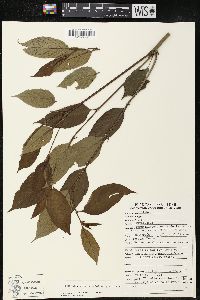 Piper phytolaccifolium image