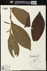 Piper ponganum image