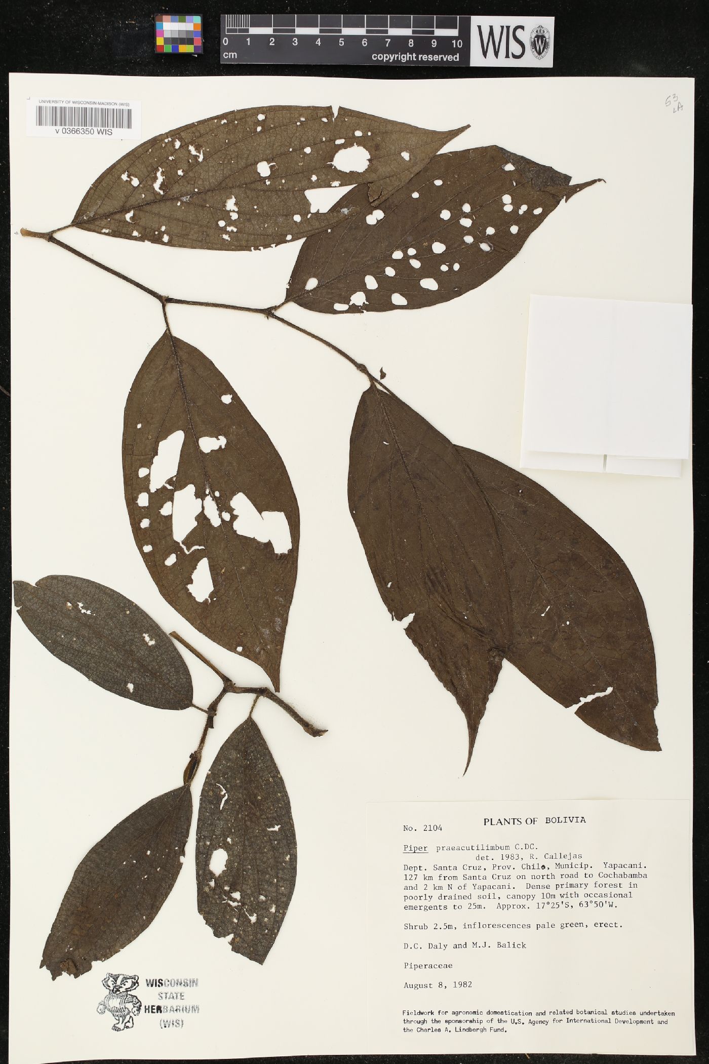 Piper praeacutilimbum image