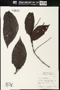 Piper pseudoarboreum image