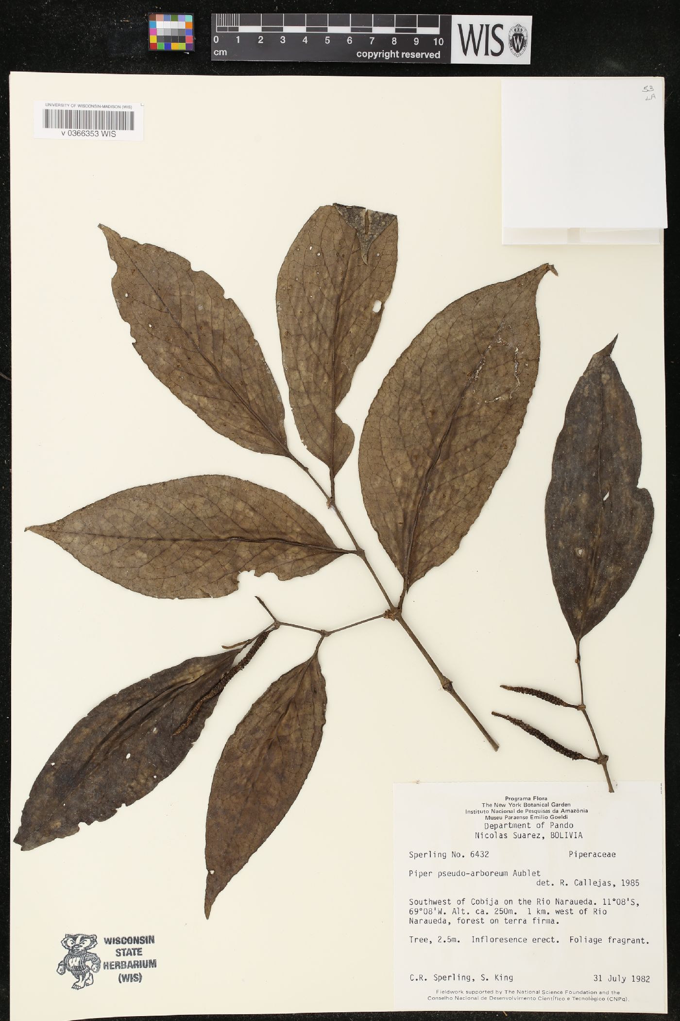 Piper pseudoarboreum image