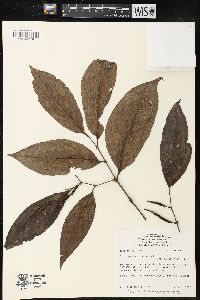 Piper pseudoarboreum image