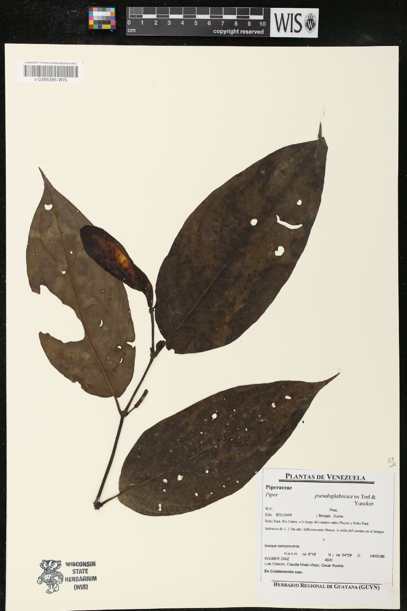 Piper pseudoglabrescens image