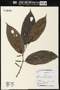 Piper pseudoglabrescens image