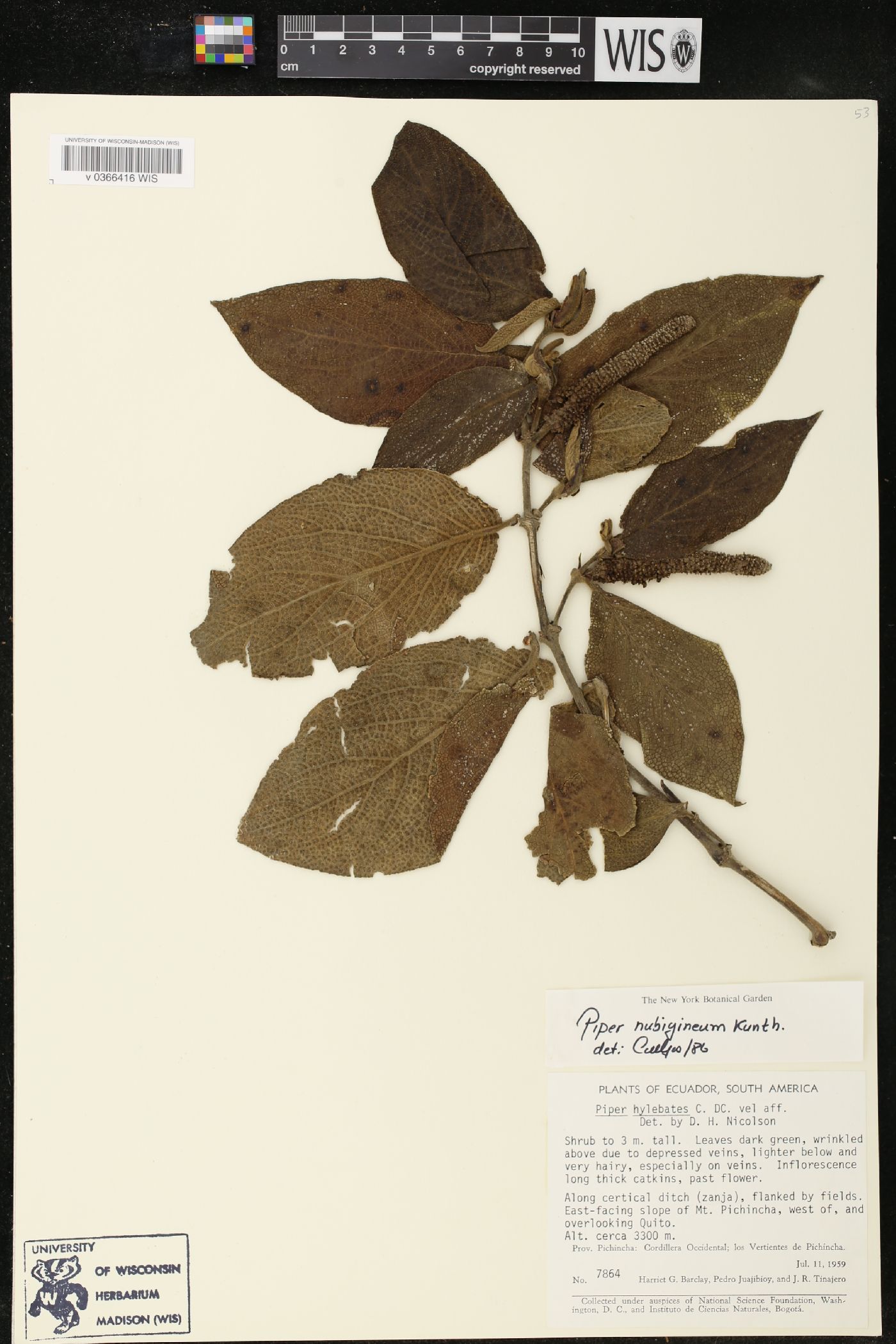 Piper nubigenum image
