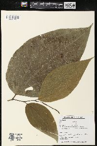 Piper reticulatum image