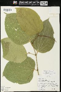 Piper reticulatum image