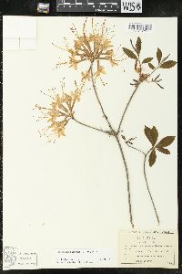 Rhododendron canescens image