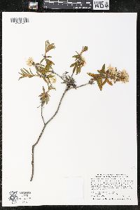 Rhododendron groenlandicum image
