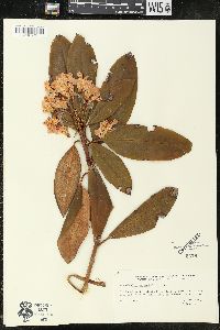Rhododendron macrophyllum image