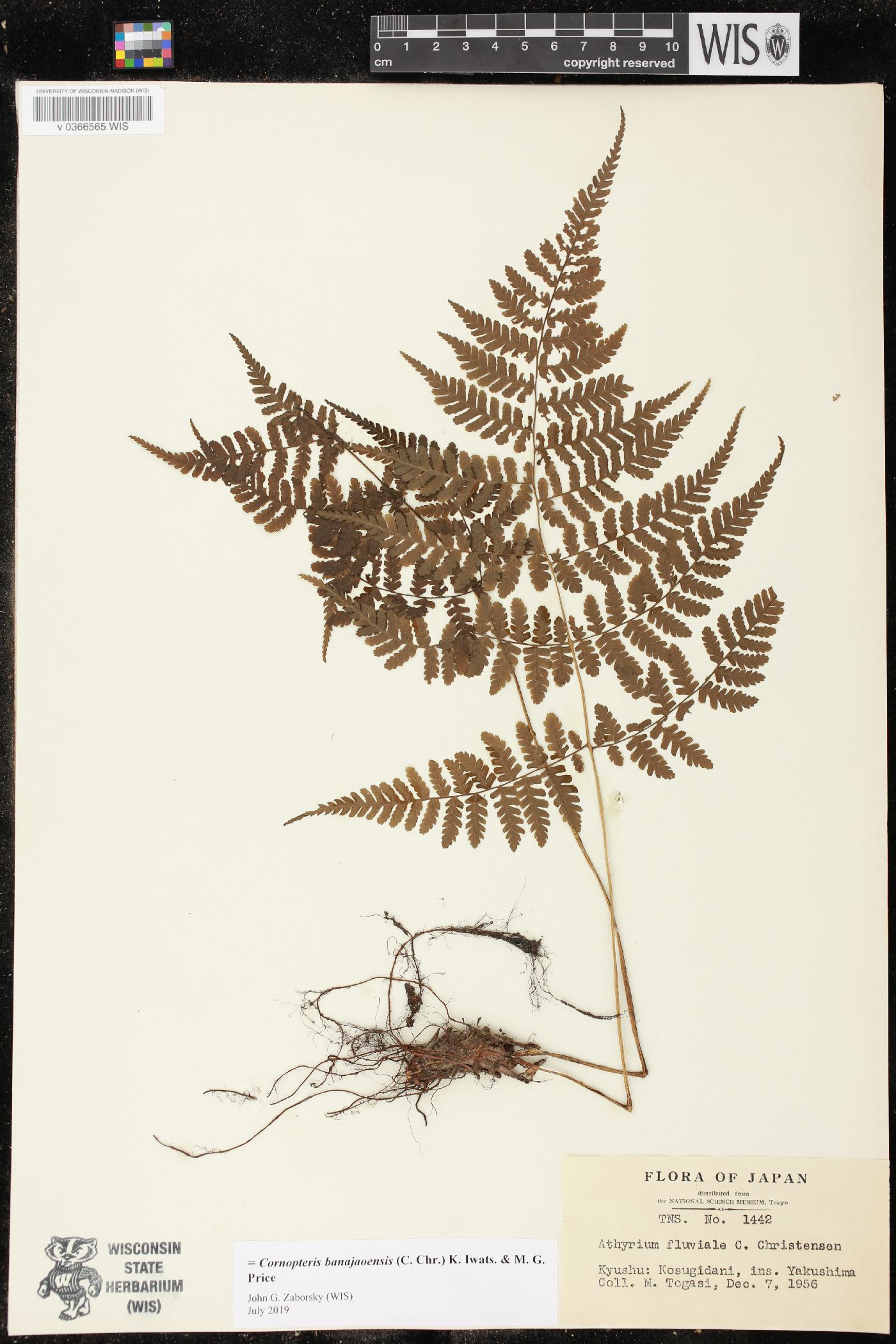 Cornopteris banajaoensis image