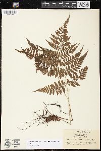 Cornopteris banajaoensis image