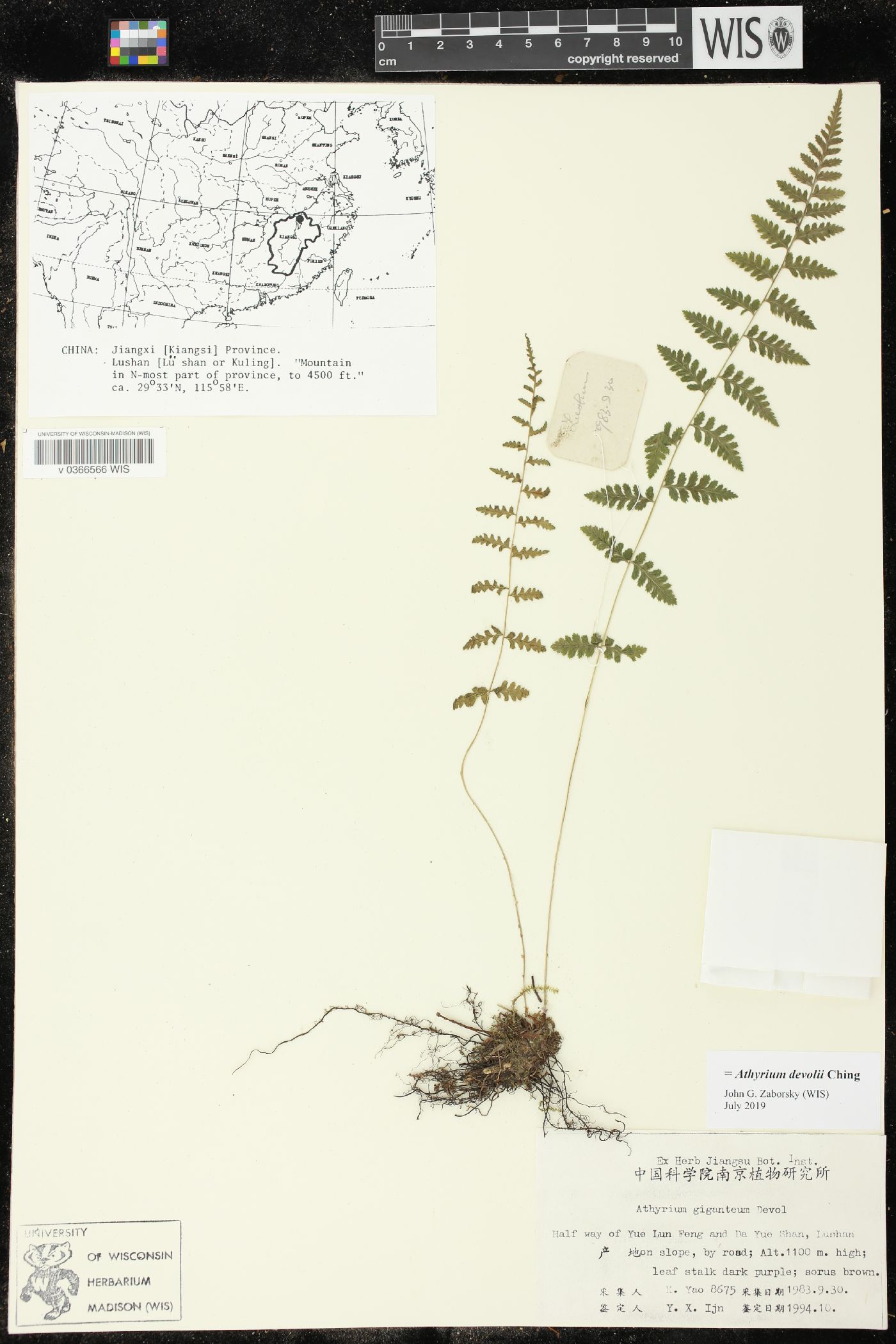 Athyrium devolii image