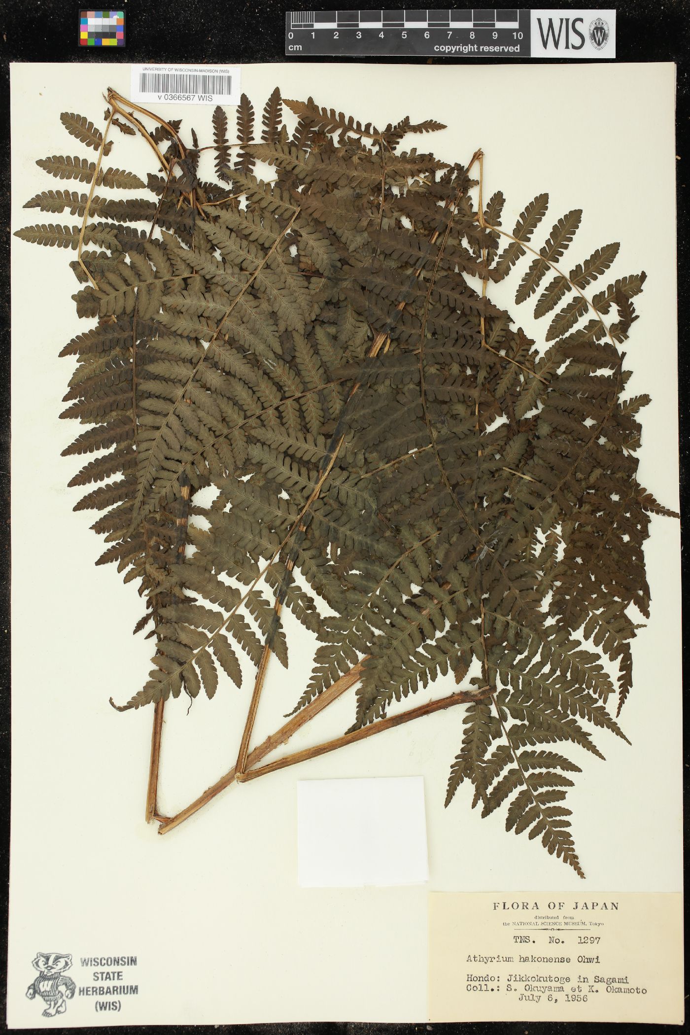 Athyrium hakonense image