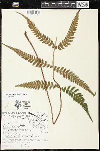 Deparia japonica image