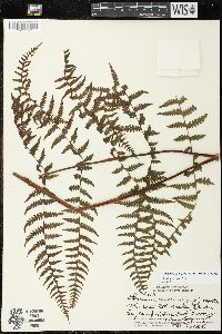 Deparia prolifera image