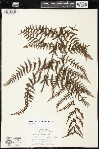 Deparia prolifera image