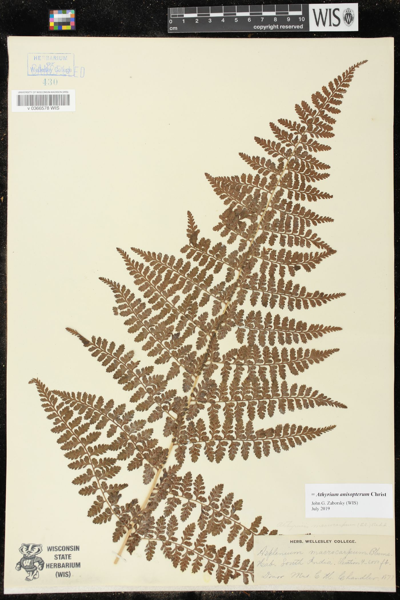 Athyrium anisopterum image