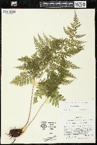 Athyrium microphyllum image