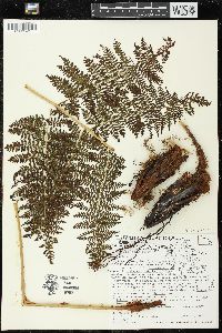 Athyrium microphyllum image