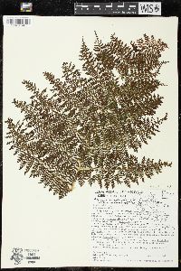 Athyrium microphyllum image