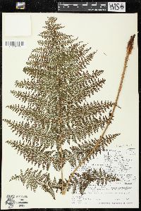 Athyrium microphyllum image