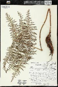 Athyrium microphyllum image