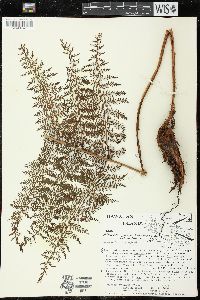 Athyrium microphyllum image