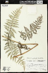 Athyrium microphyllum image