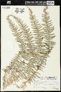 Athyrium microphyllum image