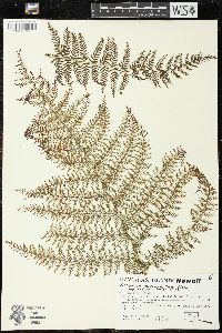 Athyrium microphyllum image