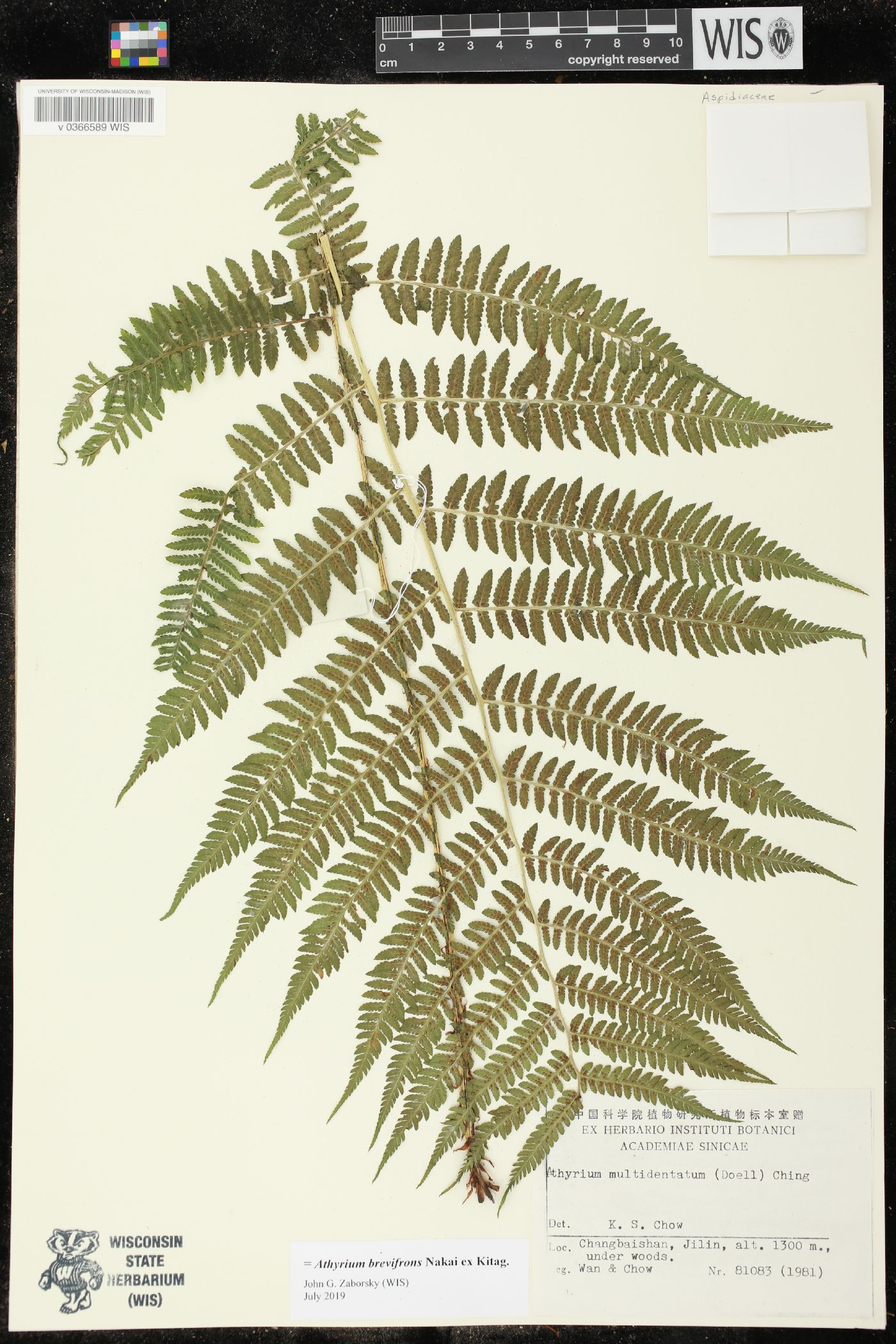 Athyrium brevifrons image