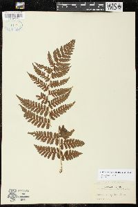 Athyrium tozanense image