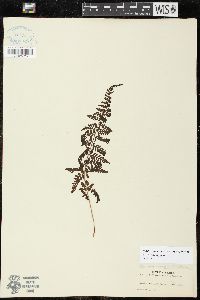 Athyrium tozanense image