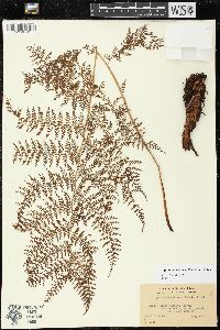Athyrium microphyllum image