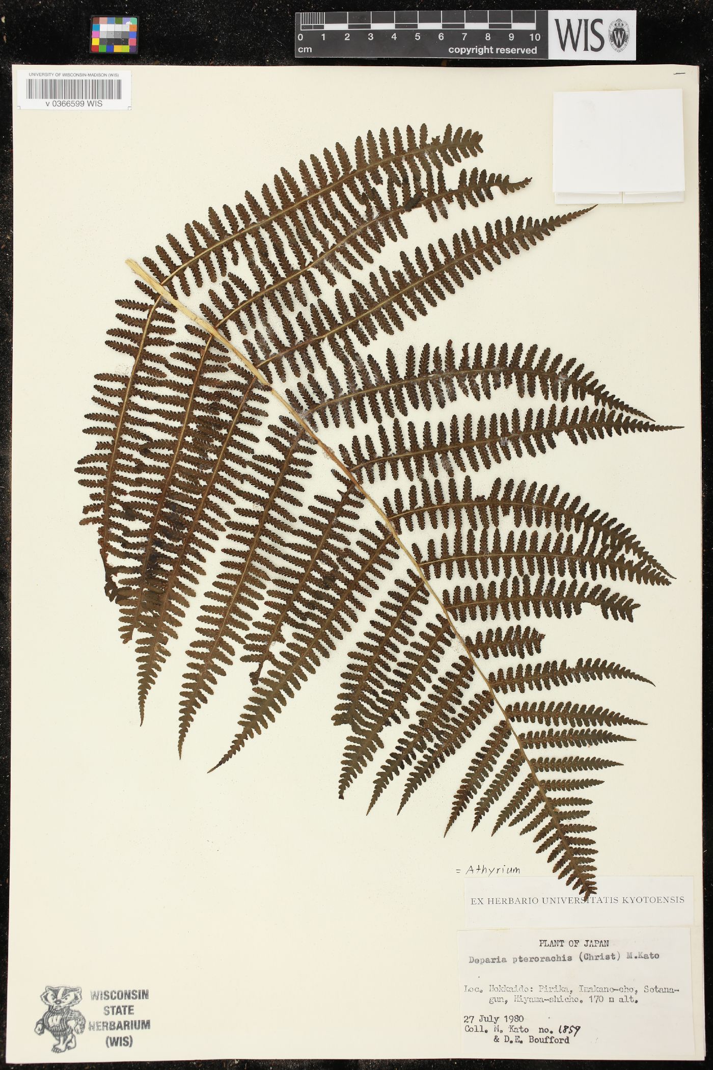 Deparia pterorachis image