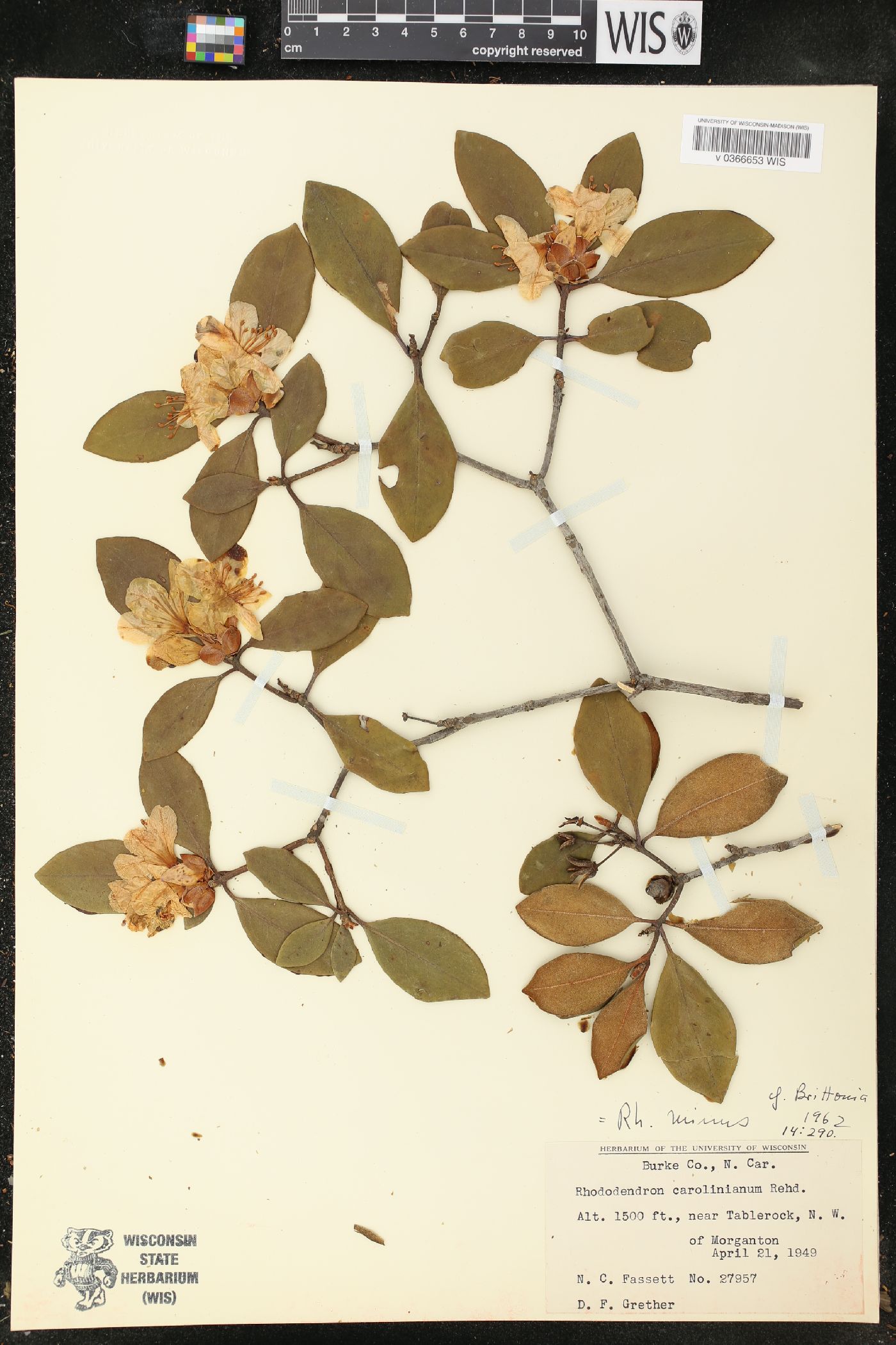 Rhododendron minus image