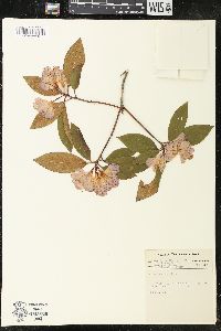 Rhododendron minus image