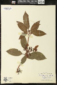 Rhododendron punctatum image