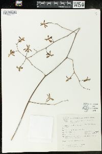 Encyclia aenicta image