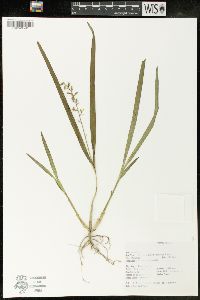 Encyclia ochracea image