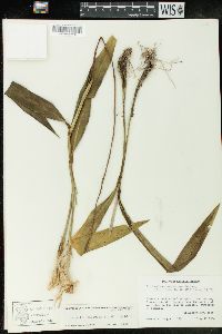 Encyclia varicosa image