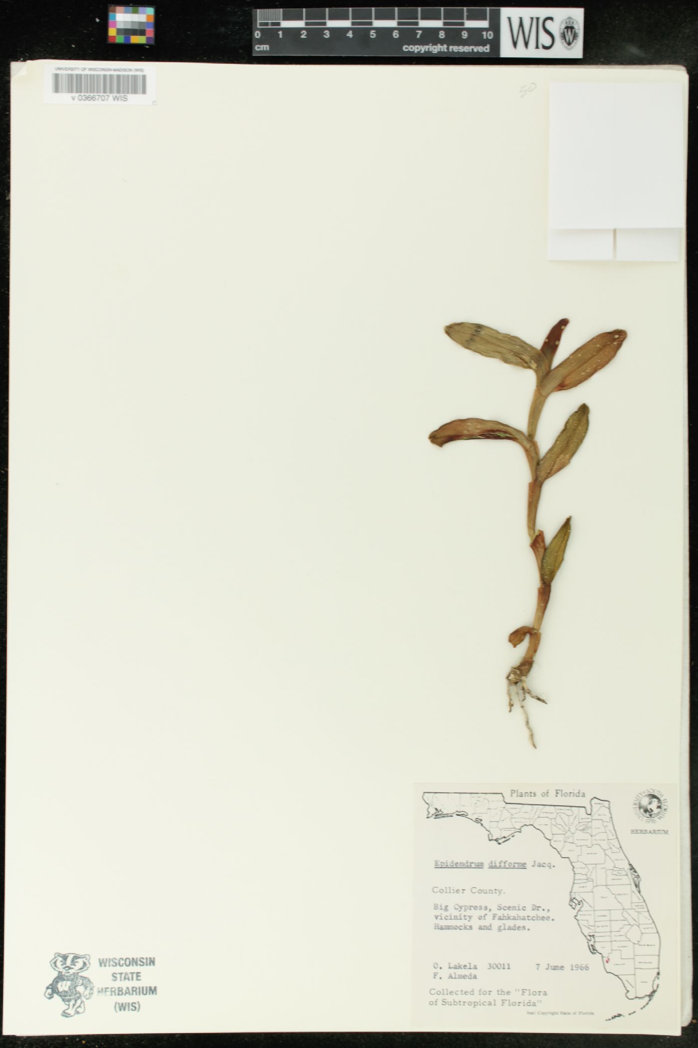 Epidendrum boricuarum image