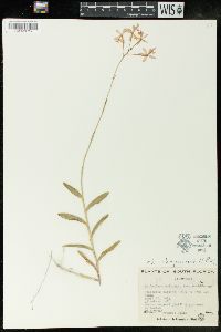 Epidendrum ibaguense image