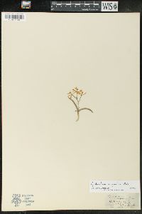 Epidendrum magnoliae image