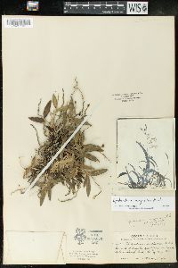 Epidendrum magnoliae image